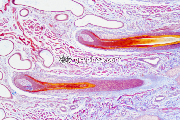 Peau avec poils en CL x25 - gryphea.org